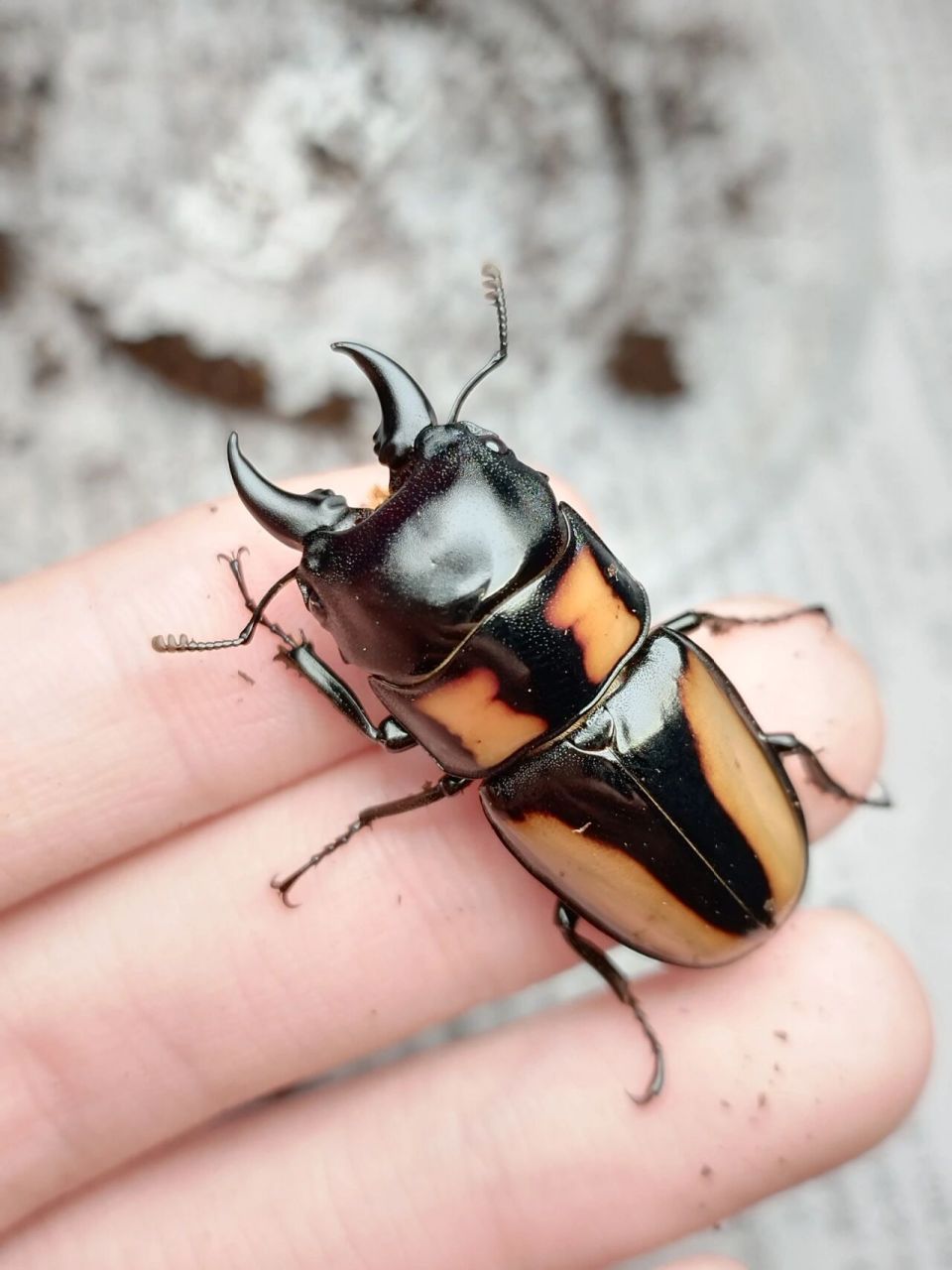 prosopocoilus biplagiatus 新年第一虫黄纹锯锹