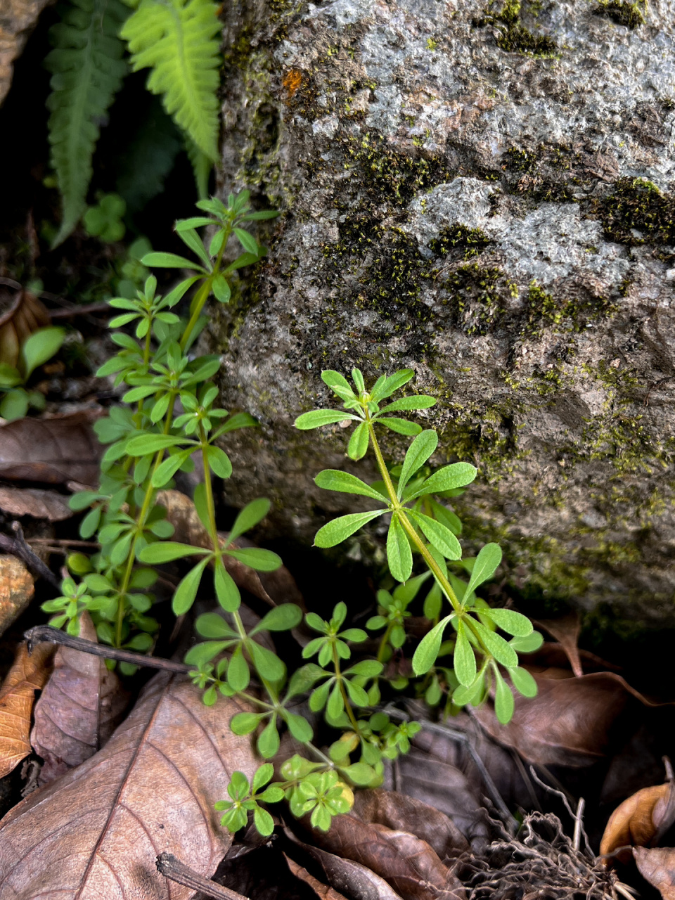 是茜草科,拉拉藤属植物.
