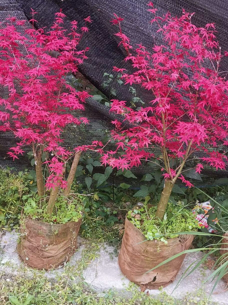 进口红枫 红小袖 玫红色 胭脂粉色叶子 高杆庭院别墅盆栽彩色树种.