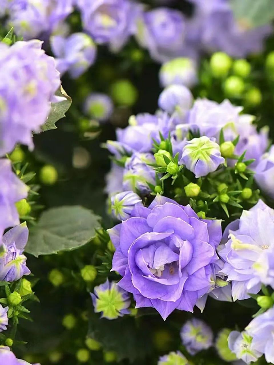 丹麦风铃 丹麦风铃,它还有一个好听的名字叫梦露