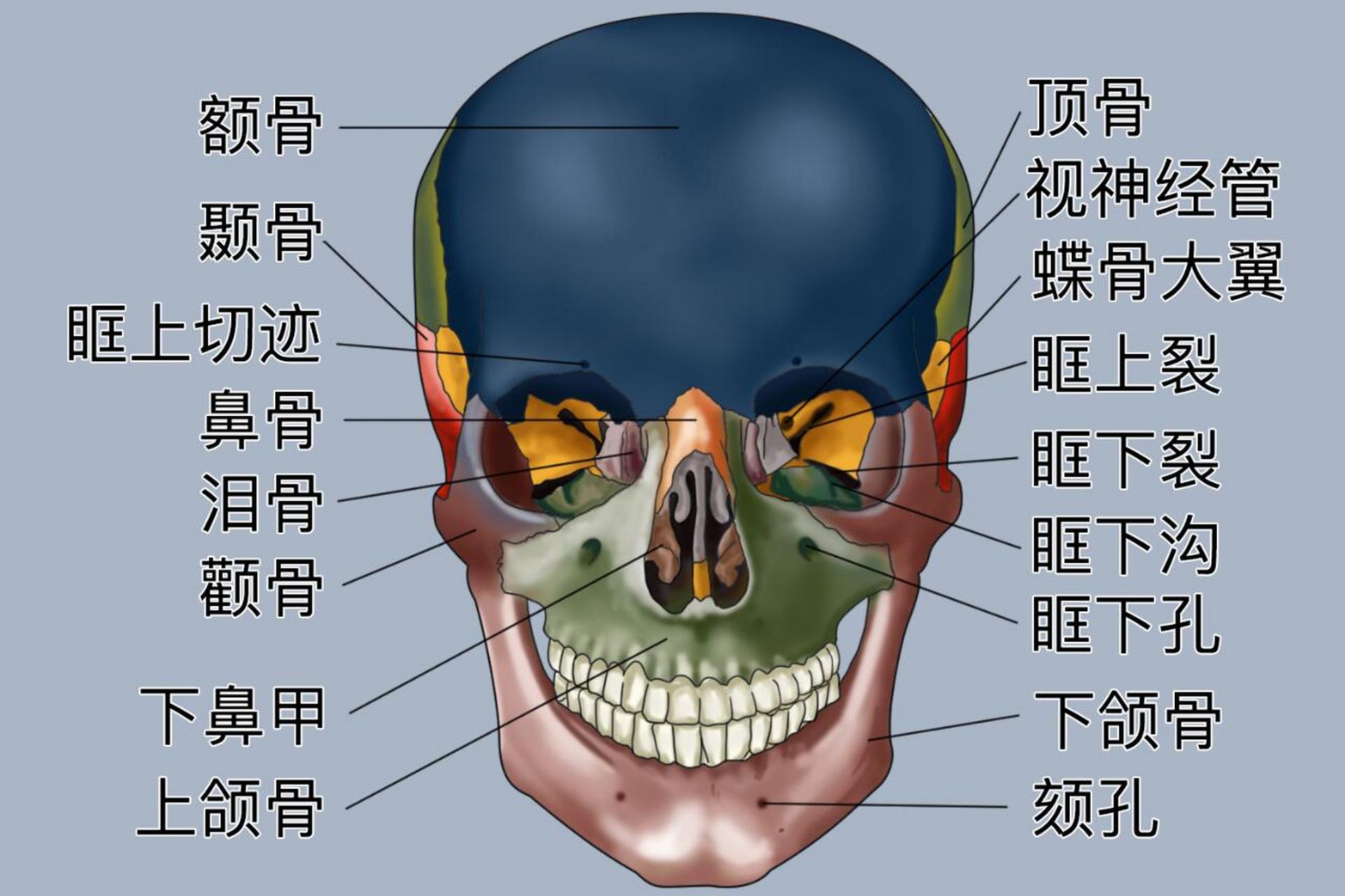 颞部的位置图图片