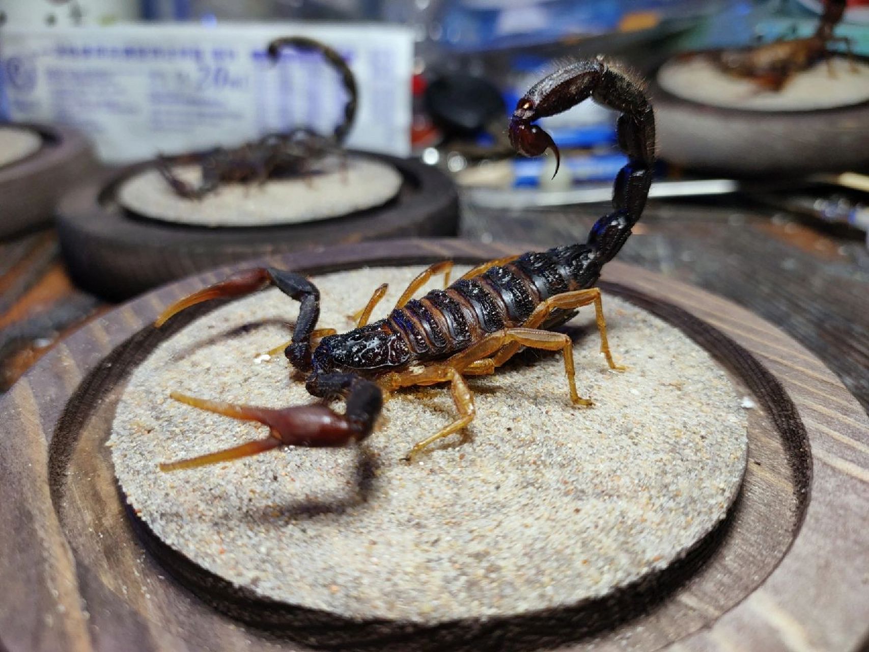 各类蝎子标本
