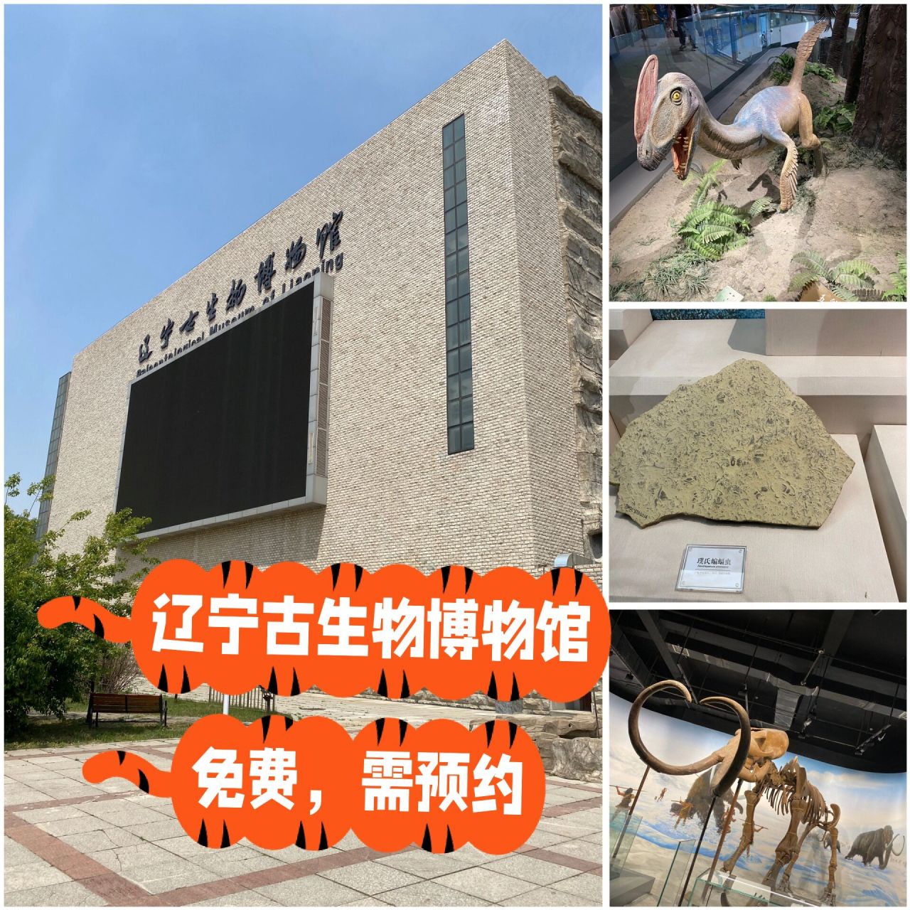 辽宁古生物博物馆预约图片