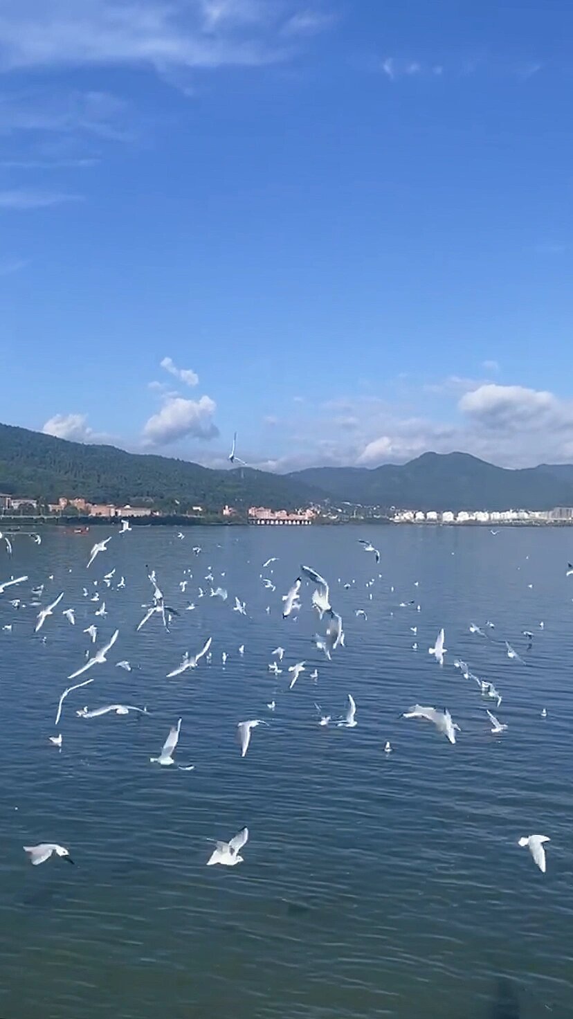 昆明喂海鸥 网红景点图片