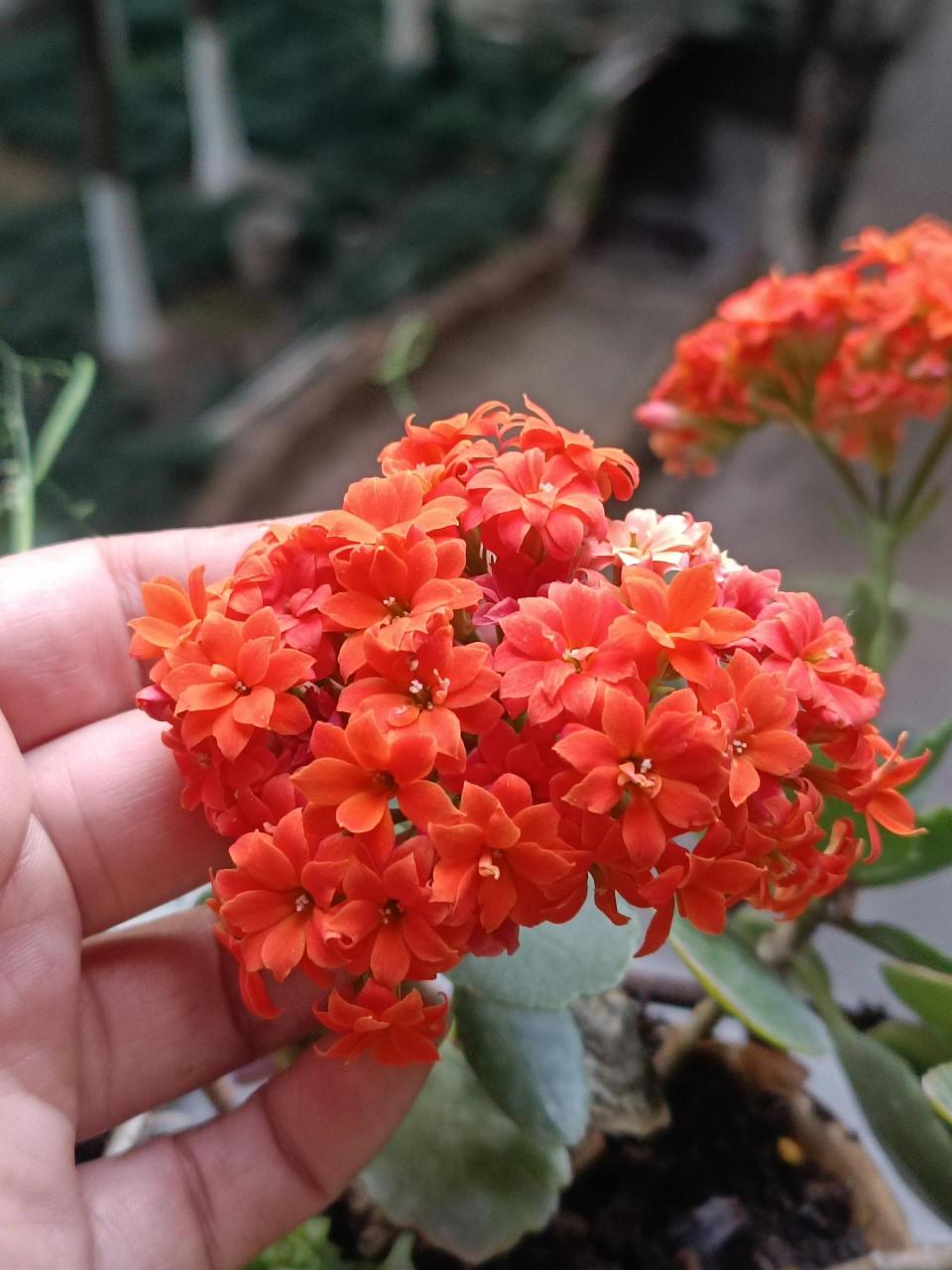 长寿花——赛欧 总是记不住她的名字,想成米欧,大约是花朵小的原因吧