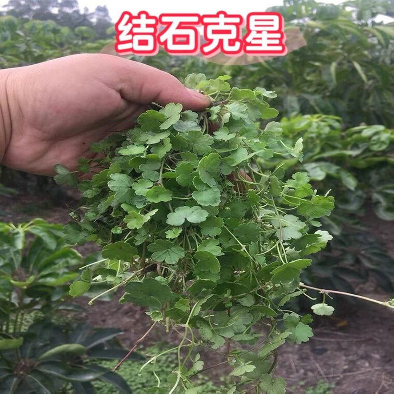 "结石克星"你的家乡叫什么?