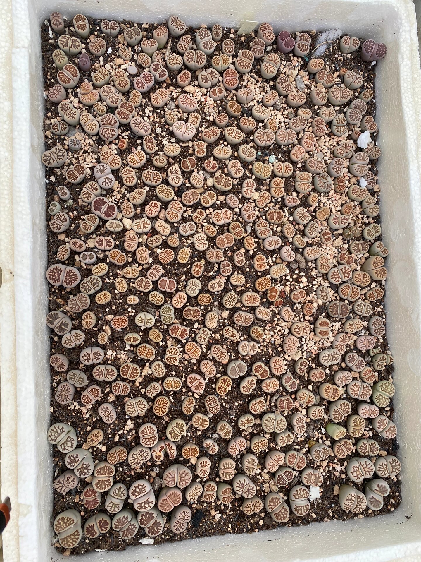 生石花基地批发 量大价优 黄巴黎 红大内  捷克宝石 菊化石 荒c262 荒