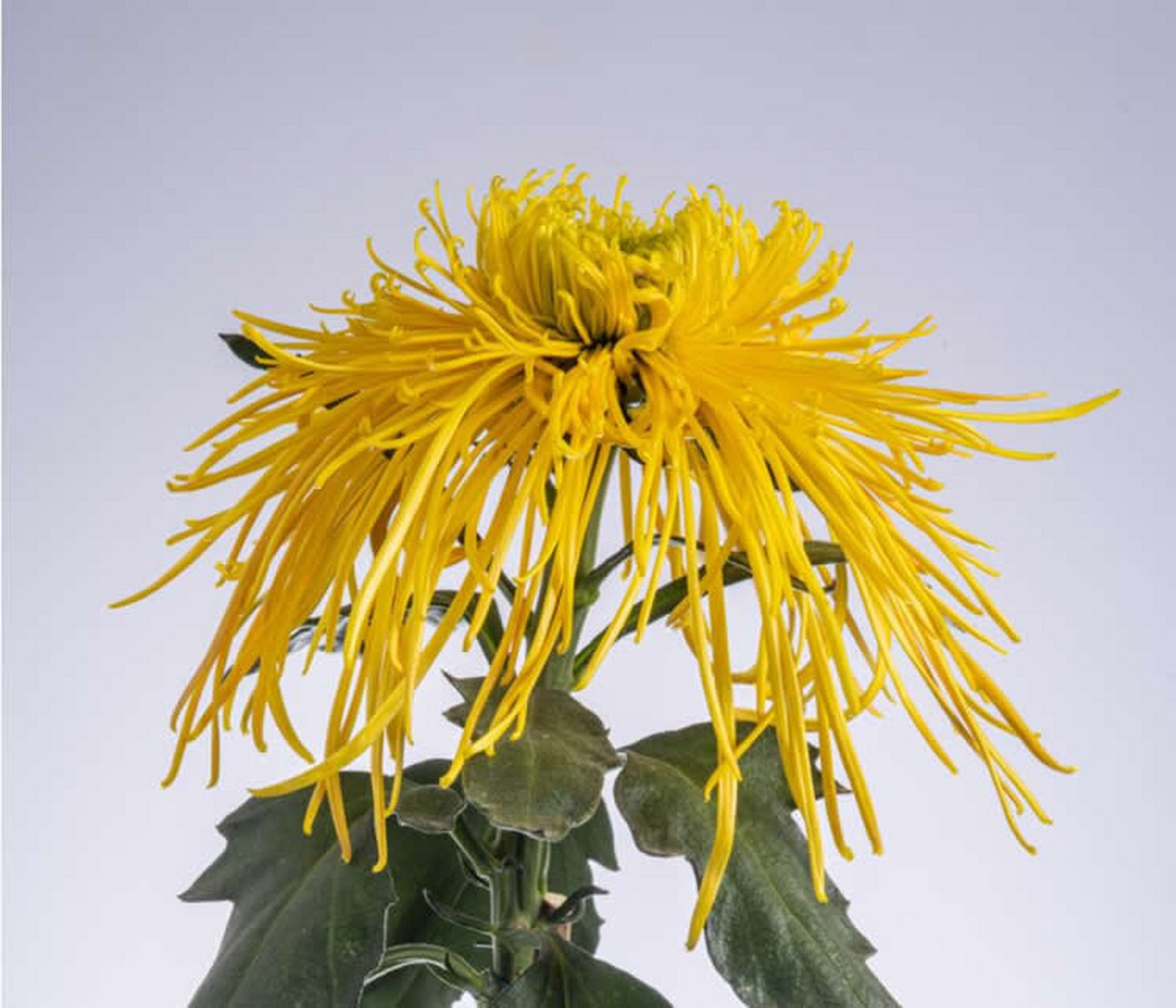 菊花分类知多少 菊花依花瓣,花型可分为五个瓣类,分别是平瓣类,管瓣类