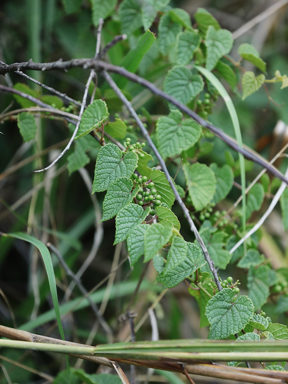 酸酸甜甜的,有些麻嘴儿,那时觉得特别好吃.