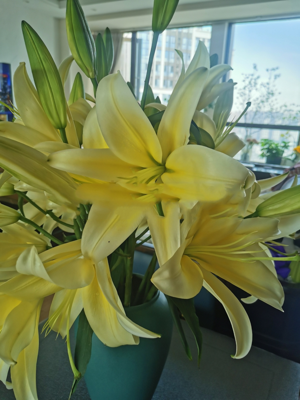 a级多头黄金甲百合 a级多头黄金甲,开花直径远超30cm,杆子粗,花苞又大