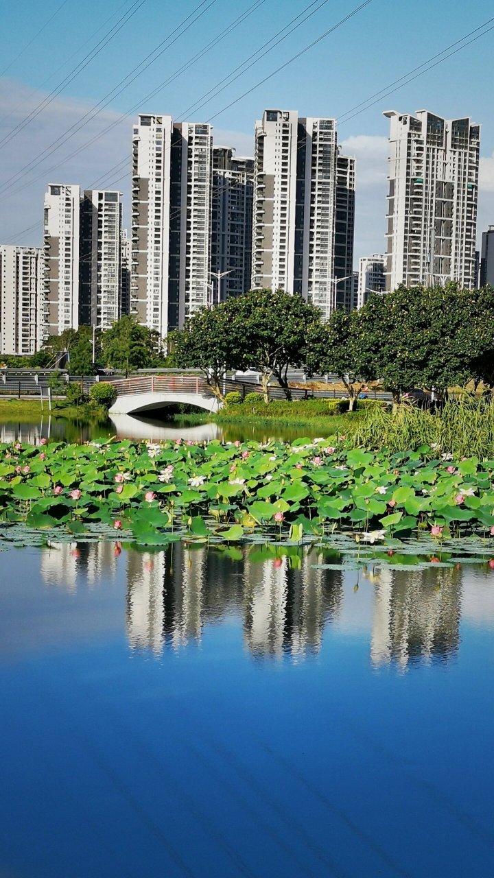 澄海区湿地公园图片