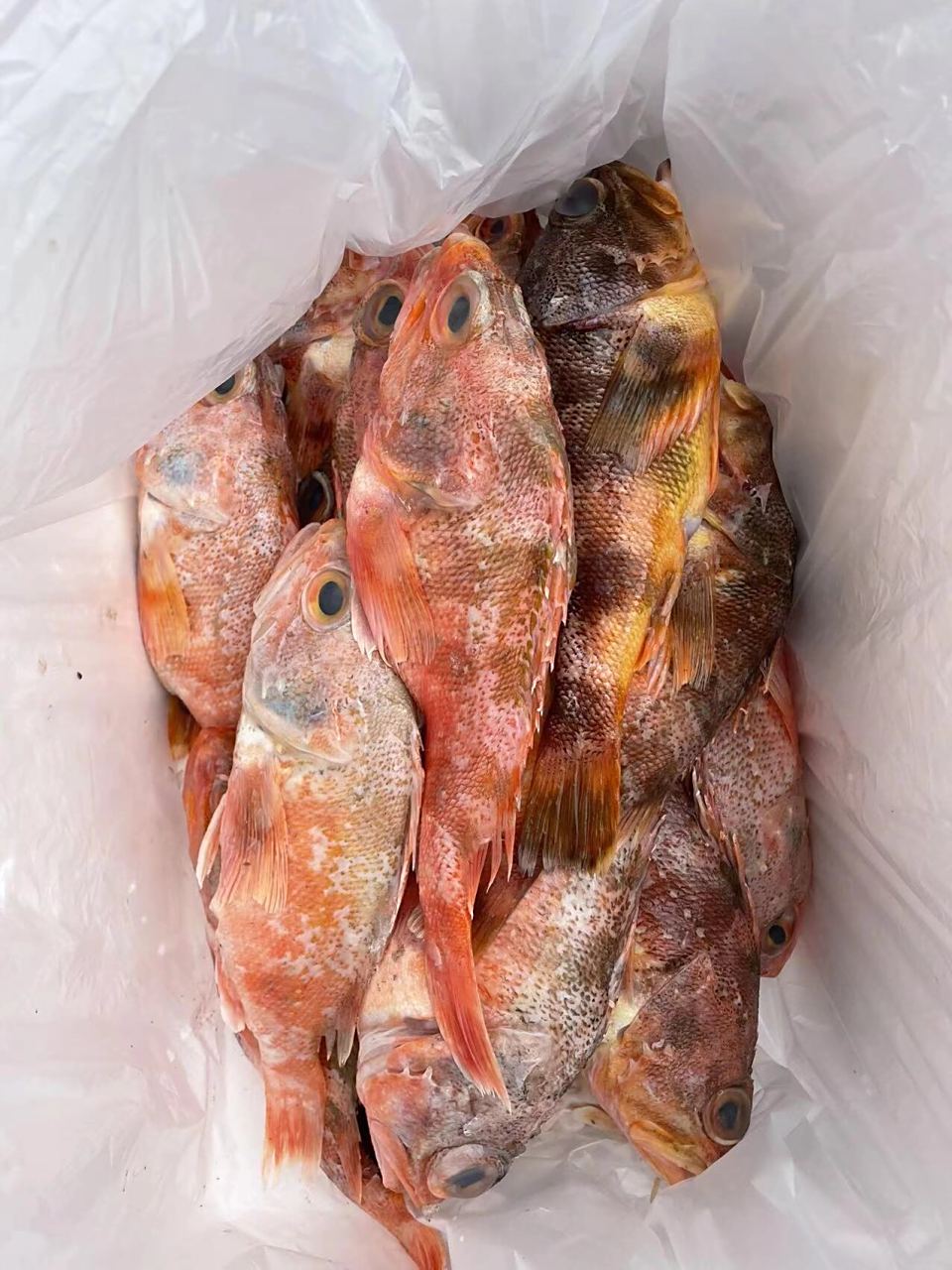 这个小红斑鱼无敌好啊