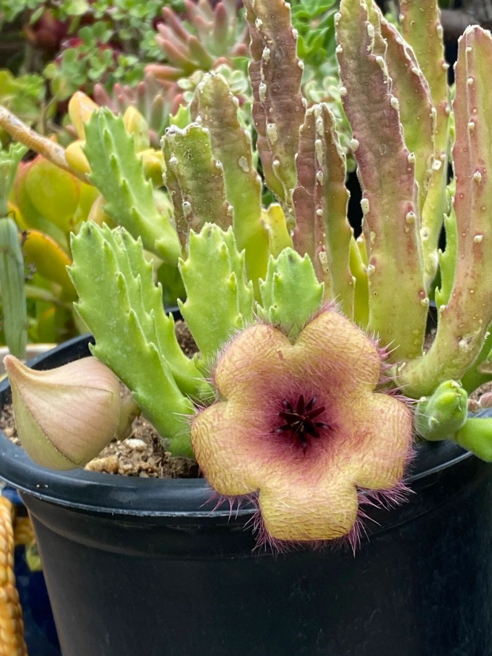 大花犀角 大花犀角(学名:stapelia grandiflora masson)是萝藦科,豹皮