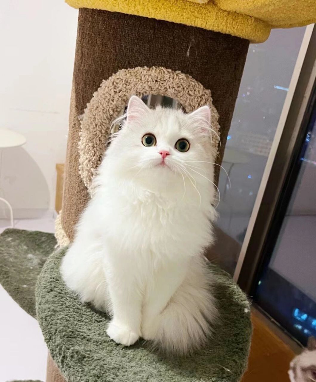 银白高地长毛猫 甜美系度爆表 是只喜欢粘着你转圈圈的小乖乖 撒起娇