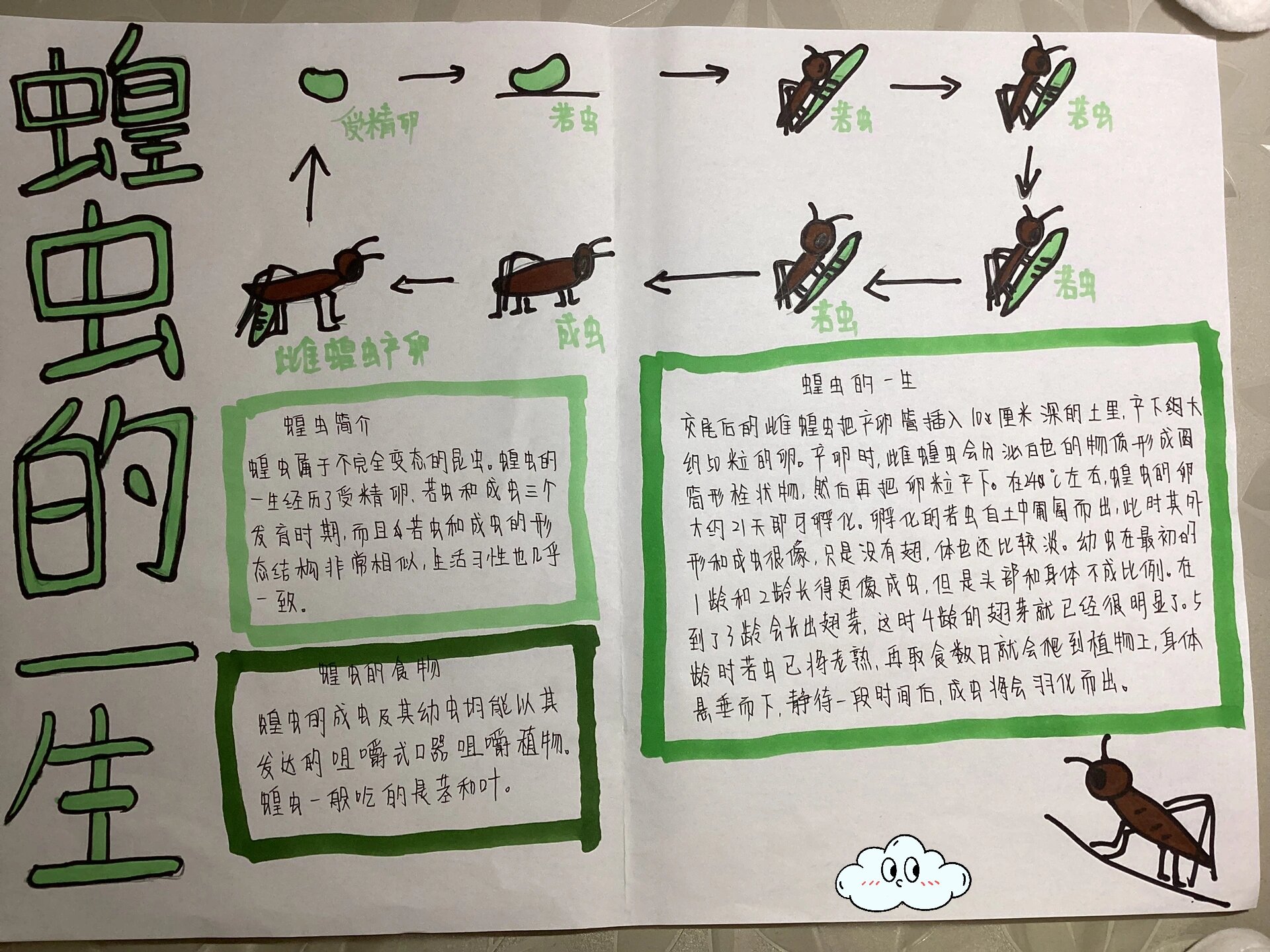 蝗虫的一生手抄报,简单!94