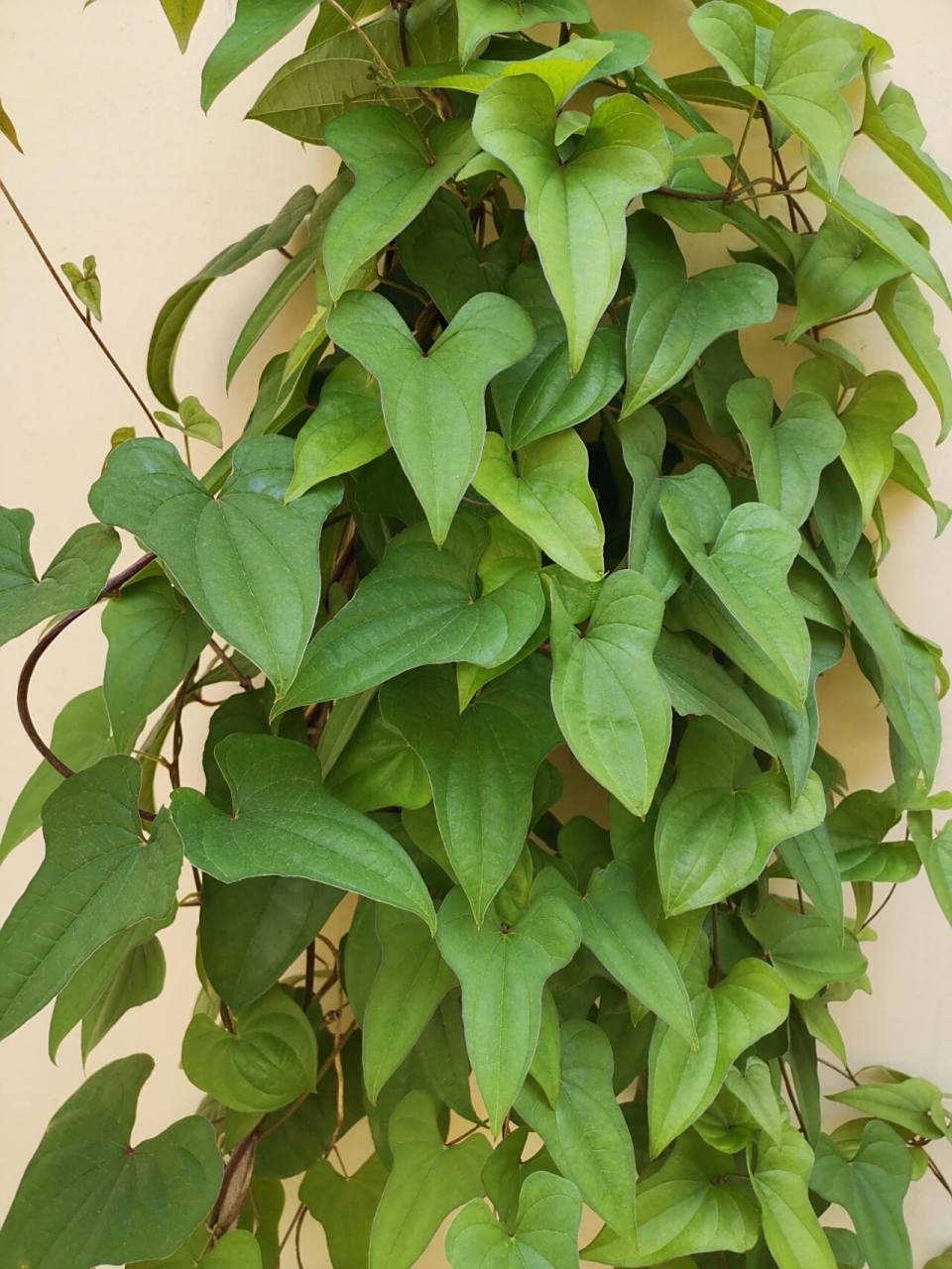 山药叶原来长这样!