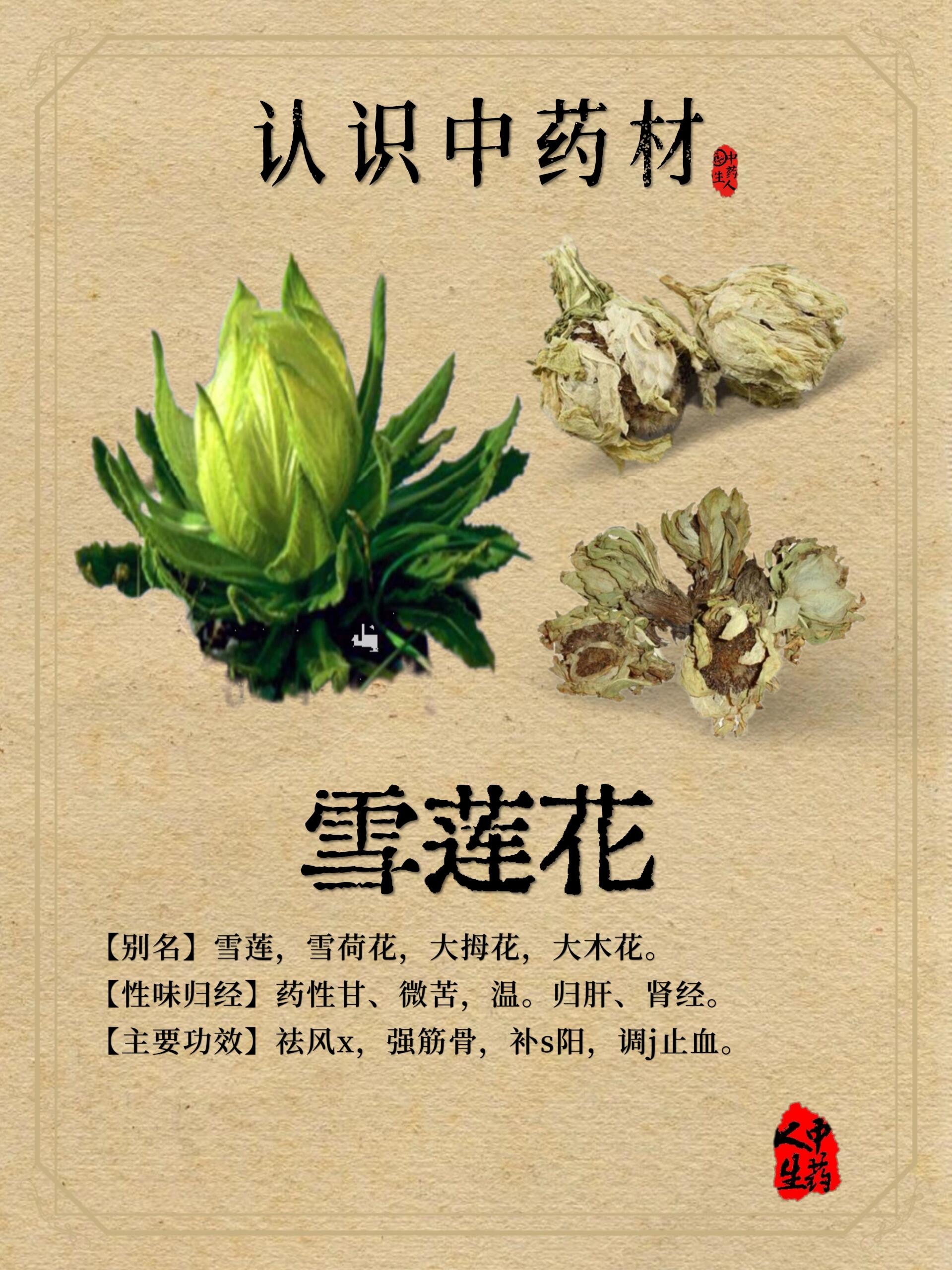 中药材—【雪莲花