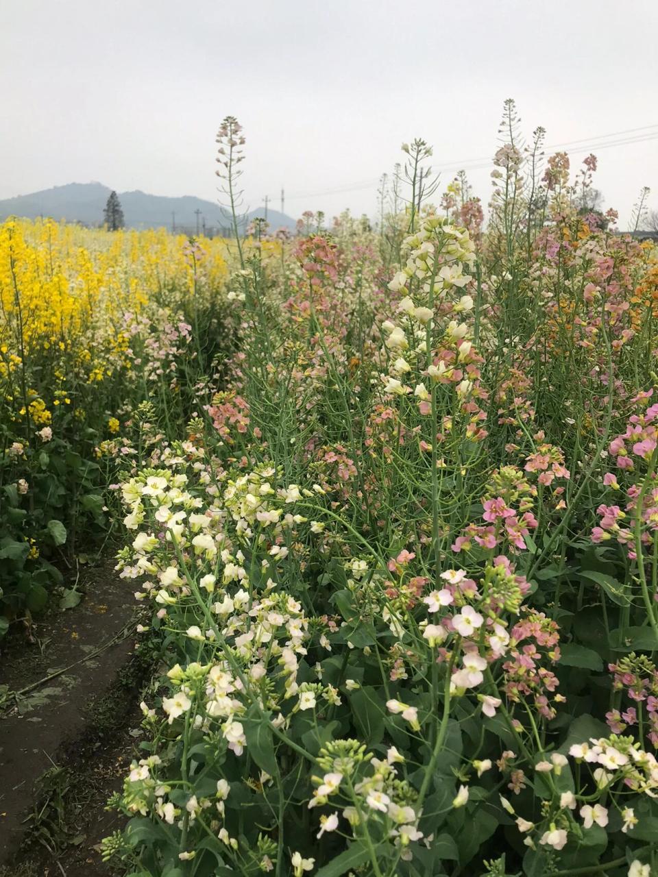 云龙镇油菜花图片