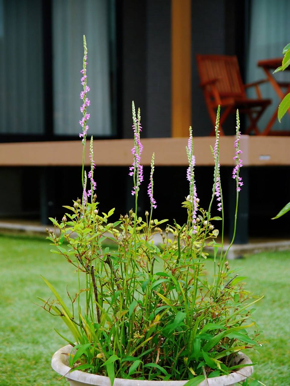 世界上最小的兰花——绶草 绶草,世界上最小的兰花,螺旋上升的总状