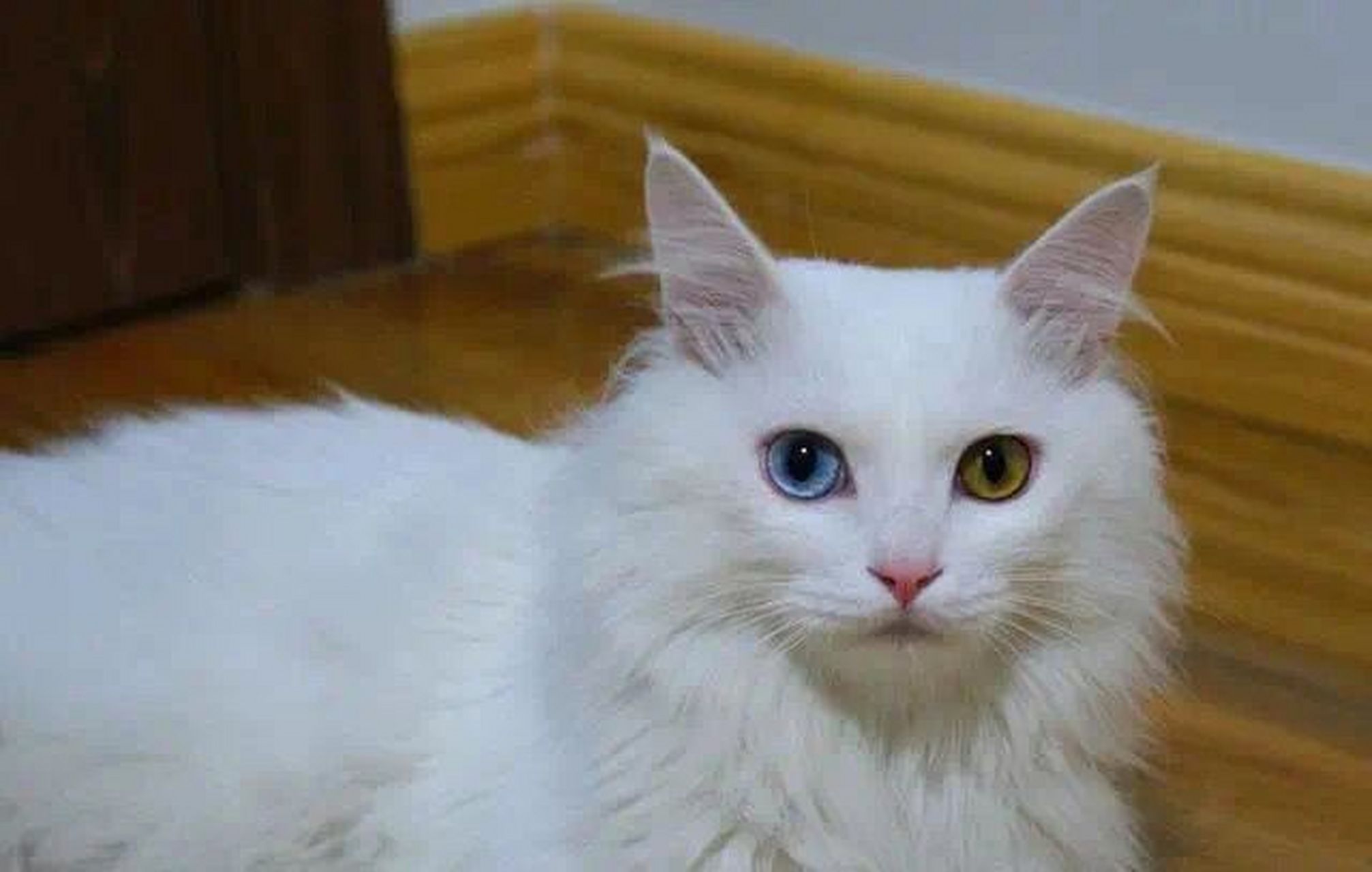 每周一猫|山东狮子猫 狮子猫又称临清狮子猫,起源山东省临清,为多年