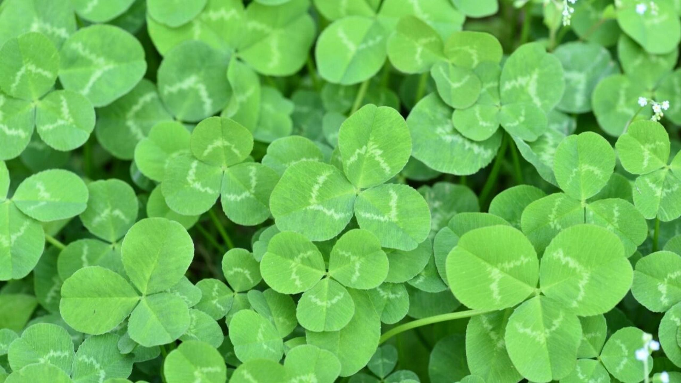 60156015问题来了 三叶草就是酢浆草?