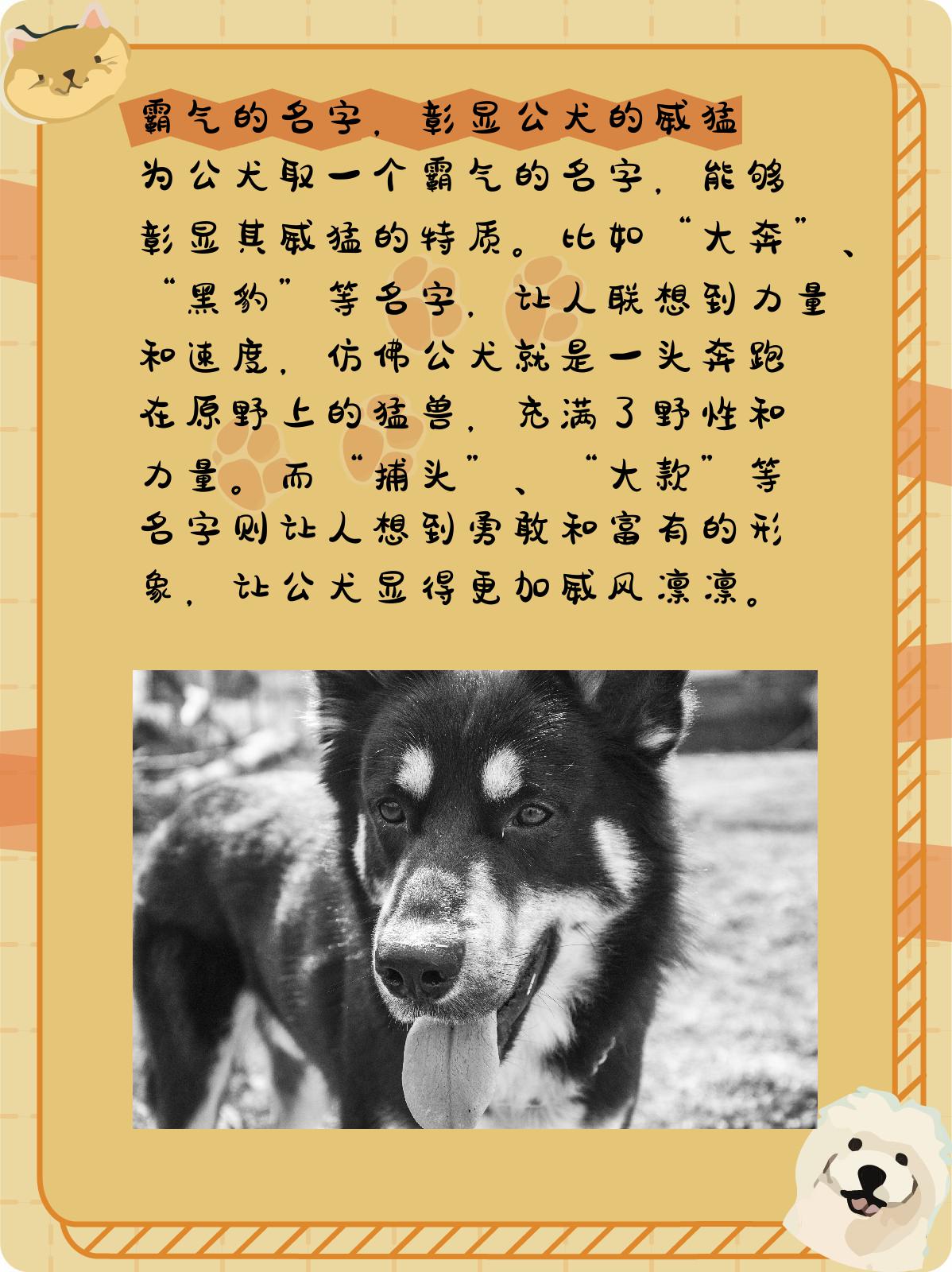 公犬名字大全霸气 1.@小杨的生活常识分享的动态
