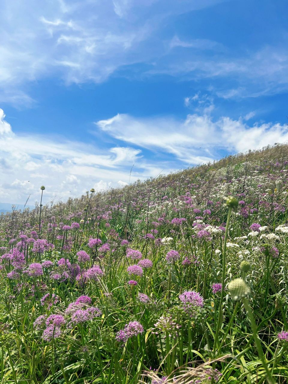 毕节阿西里西韭菜坪 都说韭菜坪不值得去,选对时候好吗!