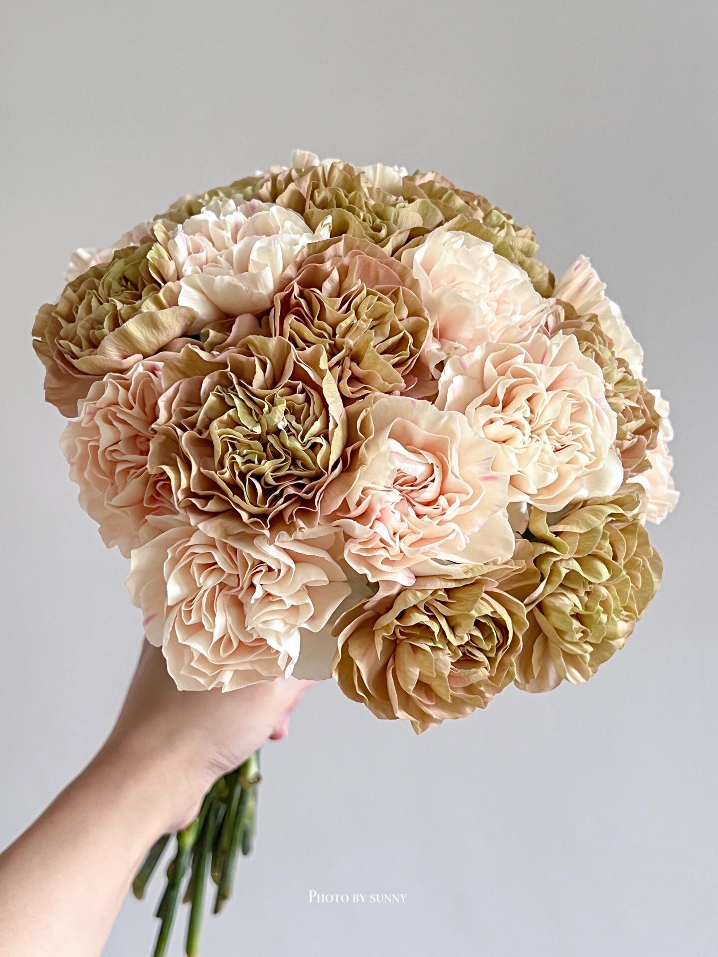 康乃馨|初吻&古巴爱情 嫩嫩的橘粉色是初吻,带点条纹,带点细闪 我的