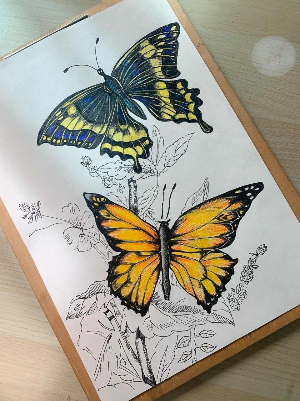 儿童彩铅线描画创意美术手绘 03"寻不到花的折翼枯叶蝶 永远也看不