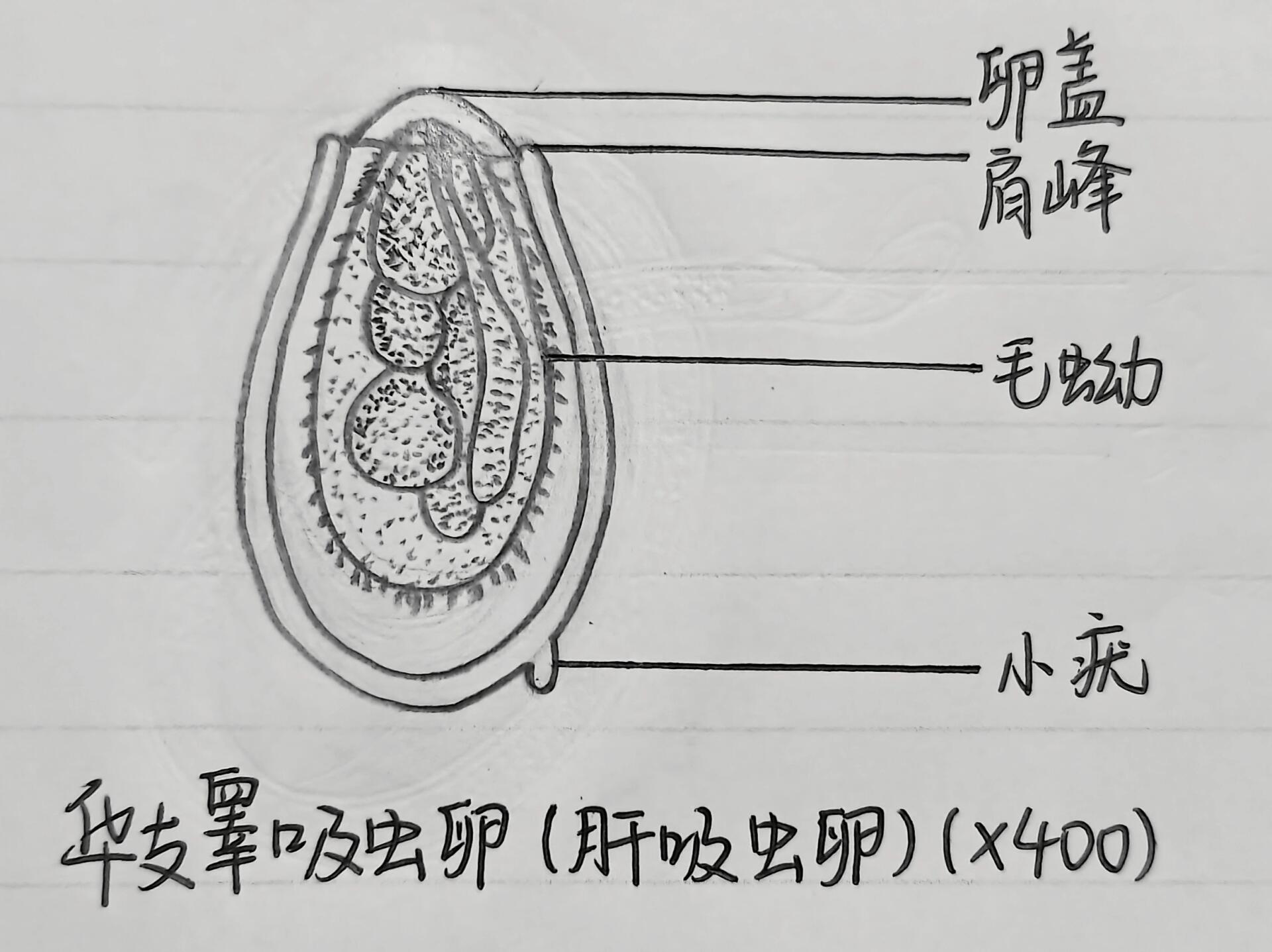 肝片吸虫虫卵手绘图图片