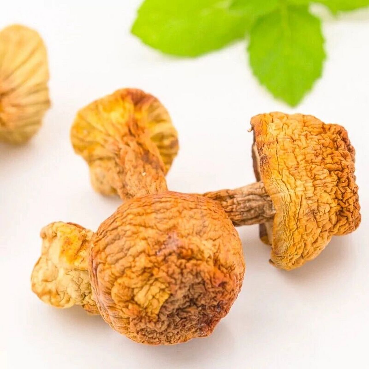 【武陵山珍】大山深处的自然美味—姬松茸 如何泡发姬松茸?