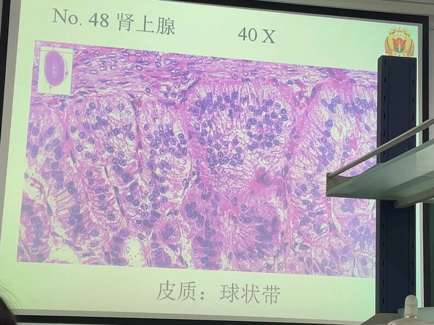 组胚绘图8-肾上腺皮质