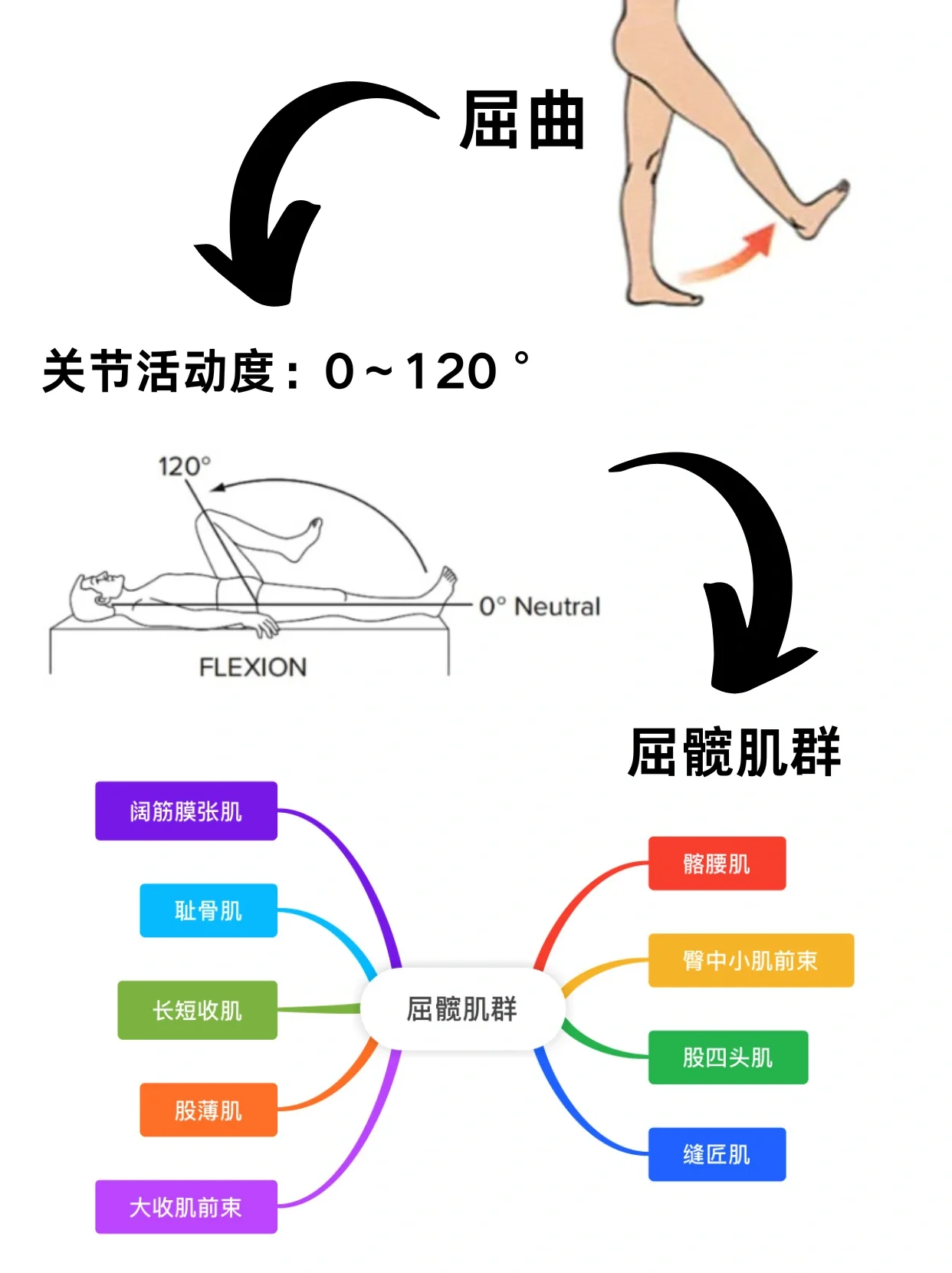 髋关节屈伸运动图解图片