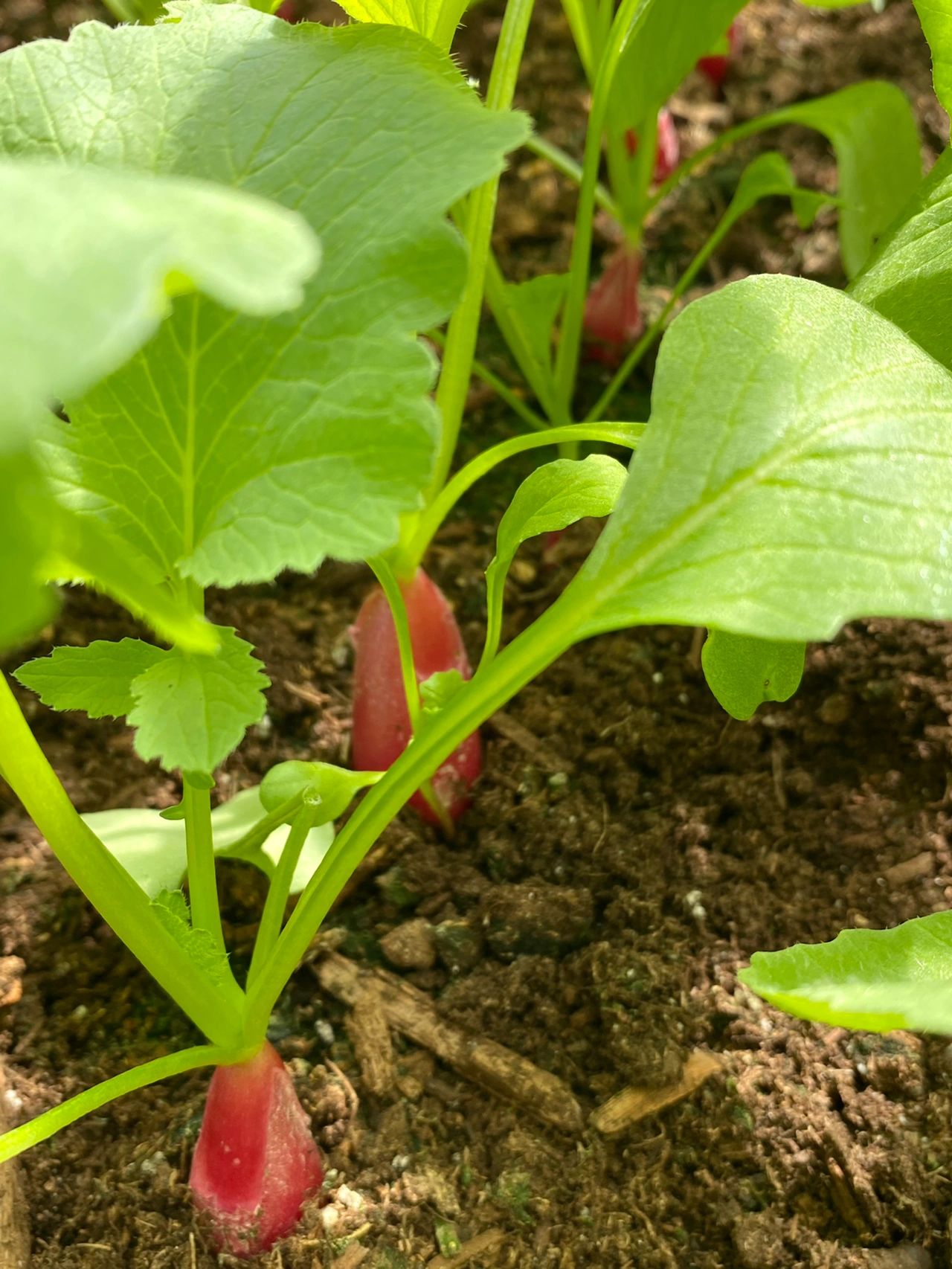 水萝卜棵野菜种子图片