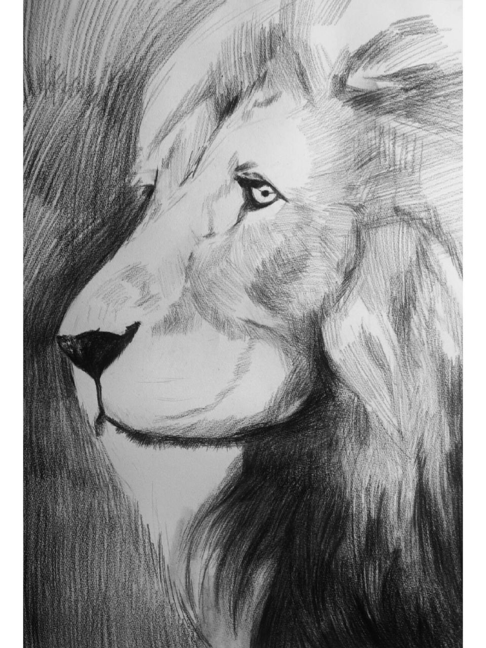 精微素描–狮子【带步骤图】 狮子03是一幅临摹作品,我们在画的时候