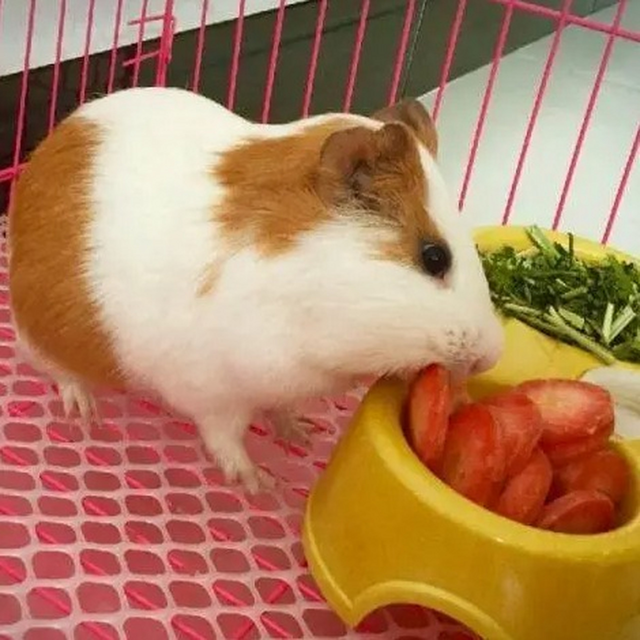 荷兰猪喜欢吃什么食物?