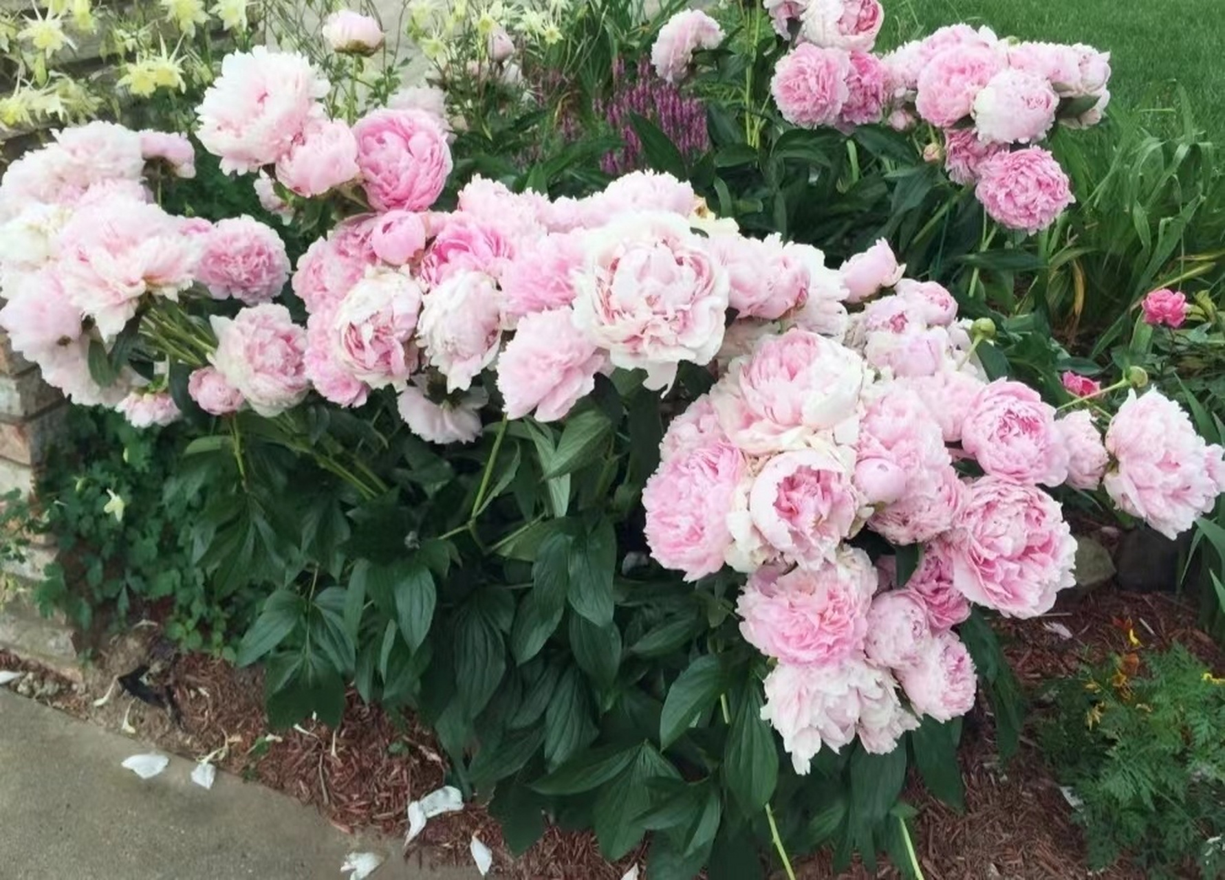 又到了种芍药的季节,粉色系莎拉真的太优秀 粉色系最出名的沙拉果然是