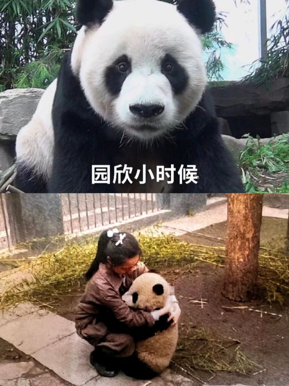 每次看到乐宝打黑工的这个事都会觉得心酸 大熊猫乐宝,外号猪头欣.