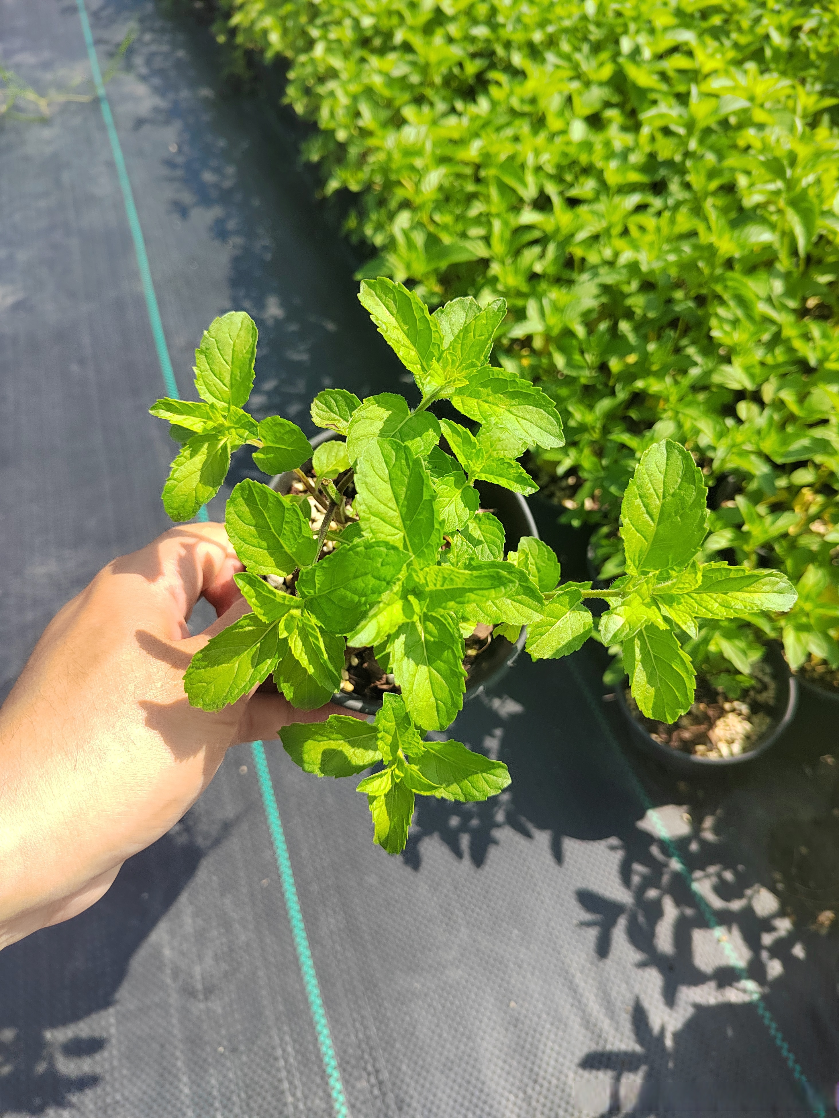 薄荷易生长,适应力强,适合盆栽点缀家居.因为蚊虫不喜其
