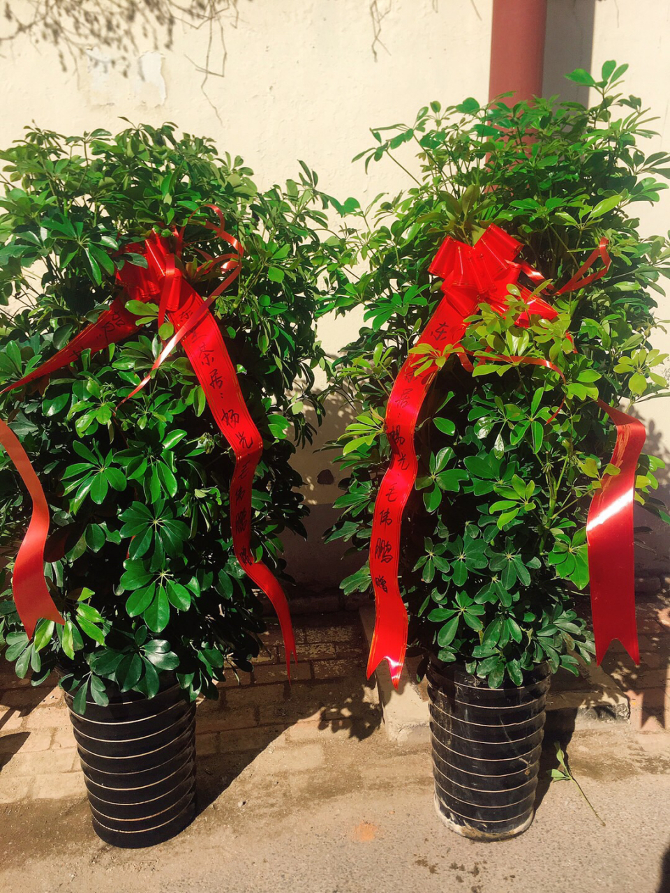 招财树,也叫:鸭脚木 寓意:招财进宝,财源广进 适用:送开业绿植,新房