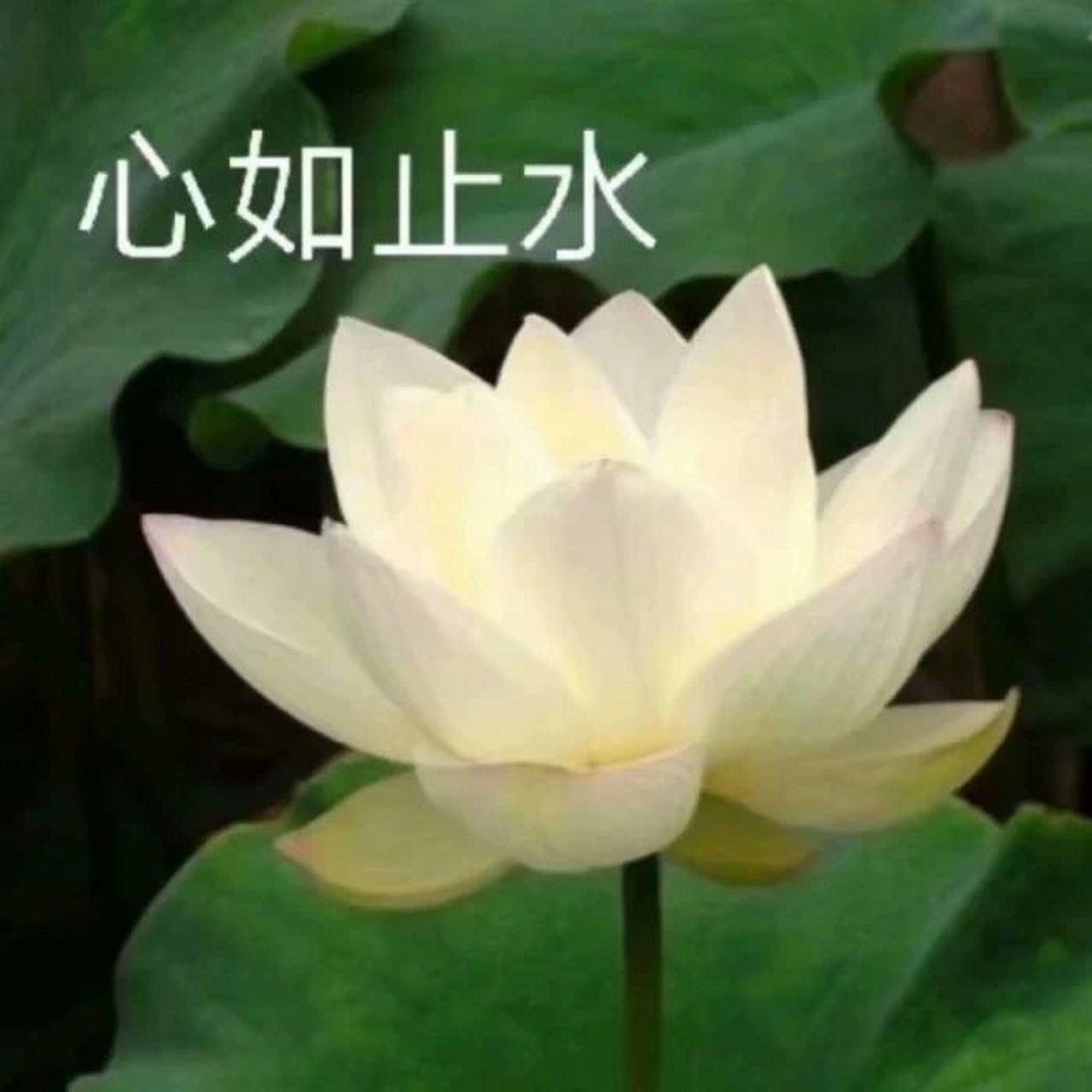 你找不到的中老年潮流头像来啦