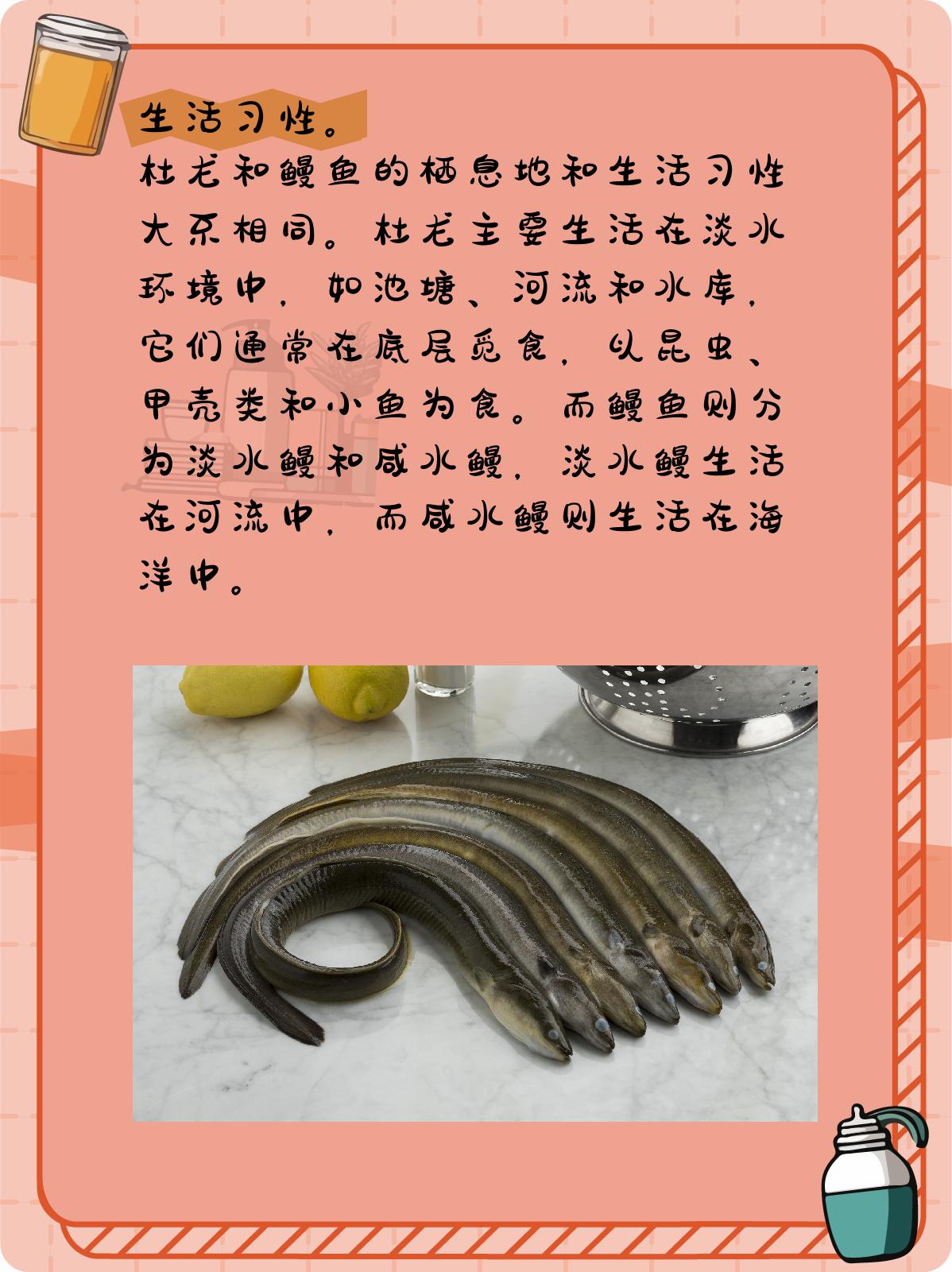 3. 食用与烹饪 在食用和烹饪方面,杜龙和鳗鱼也各有特色