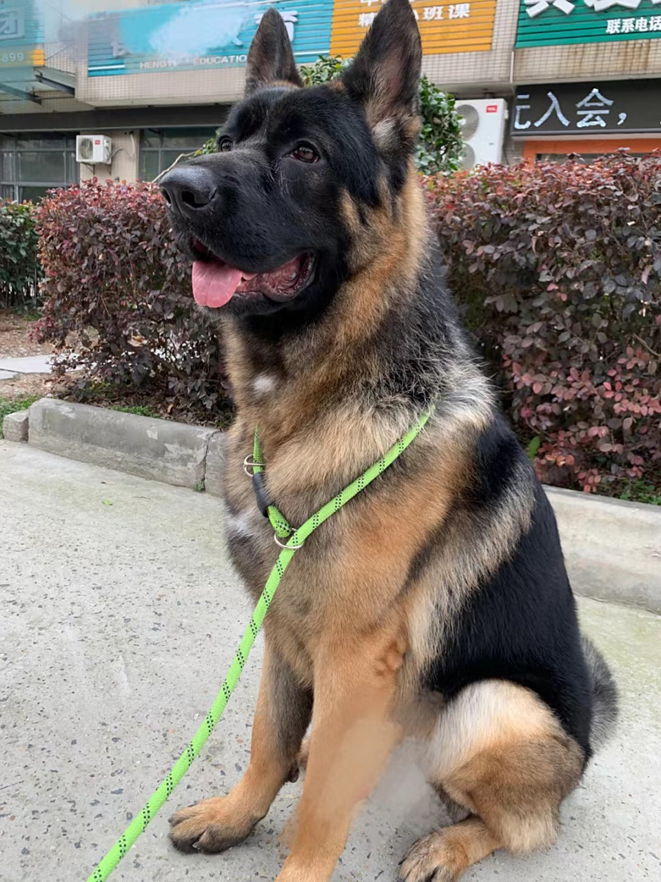 黑背德牧为什么吃饭这么让人愁0101 家有黑背弟弟一只,一岁.