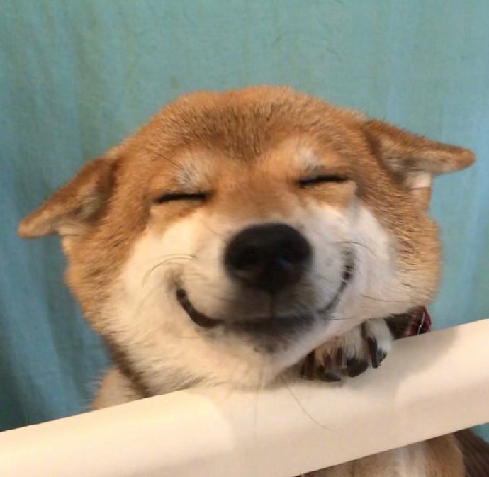 一只眼睛都笑没了的狗子,太治愈了.[心]    .