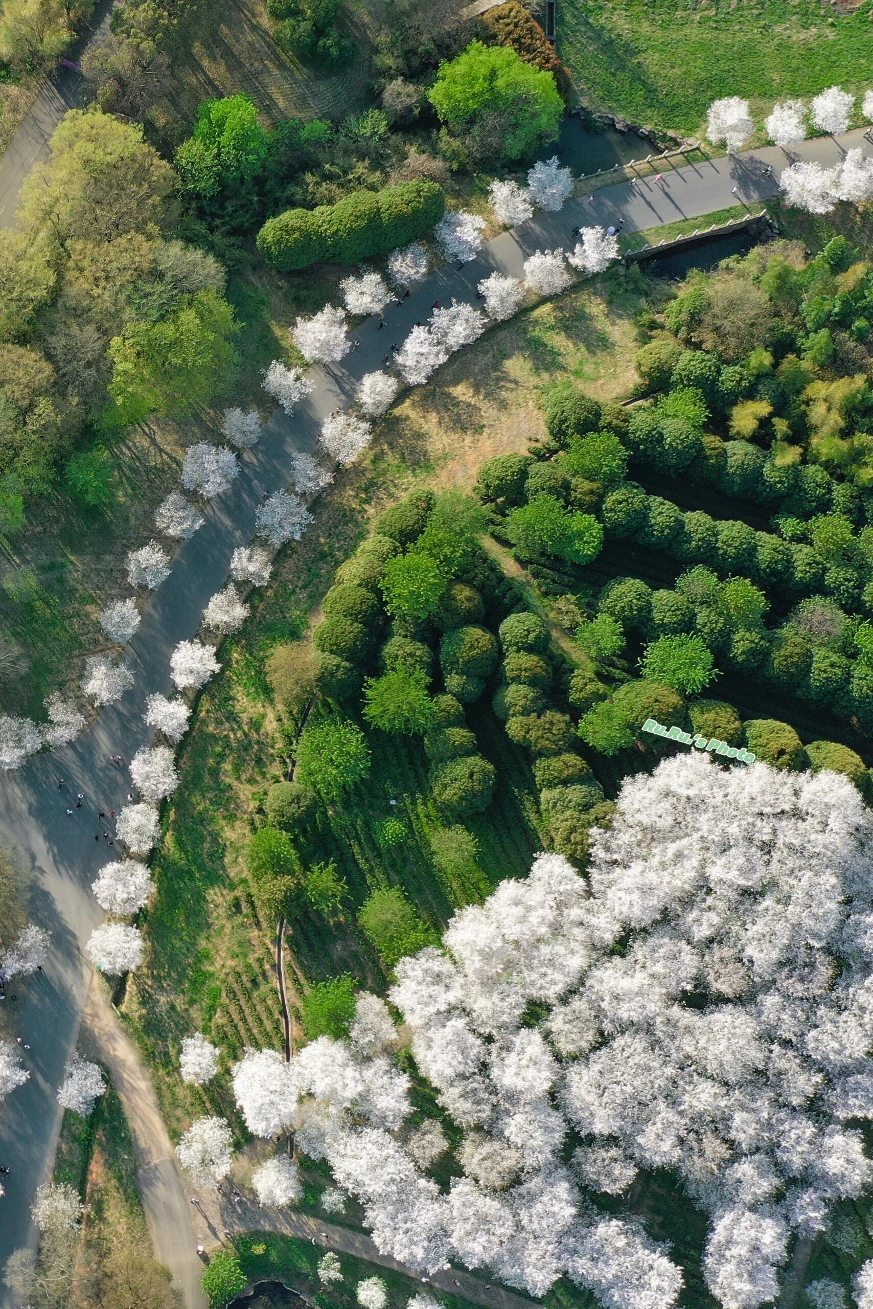 溧阳樱花|这里不是新疆,是我的快乐老家 溧阳的十思园 门票免费 停车