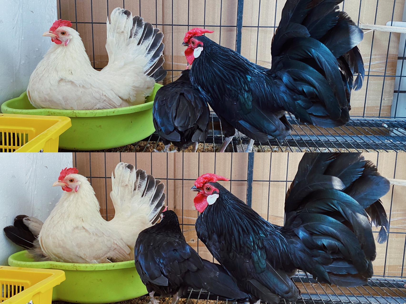 比芦丁鸡更亲人更好看的宠物鸡 16615白色的两只是泰国矮脚白桂鸡