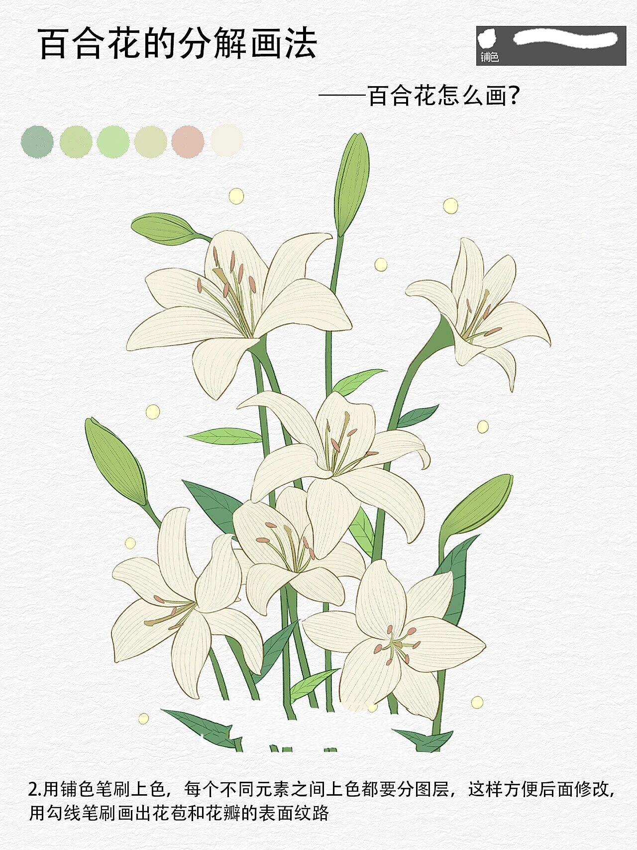 零基础学插画|百合花的分解画法79