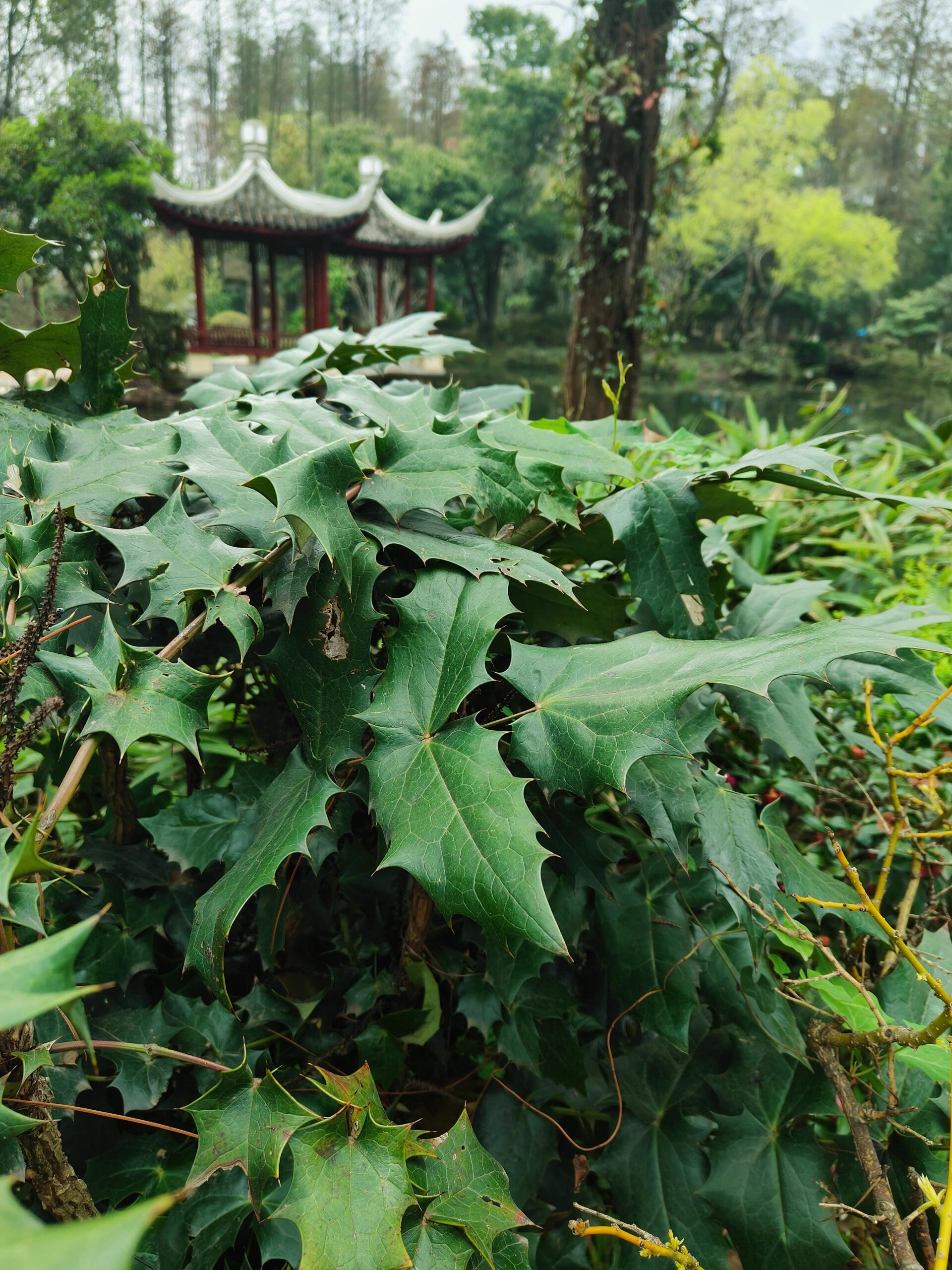 十种常见阔叶类植物图片