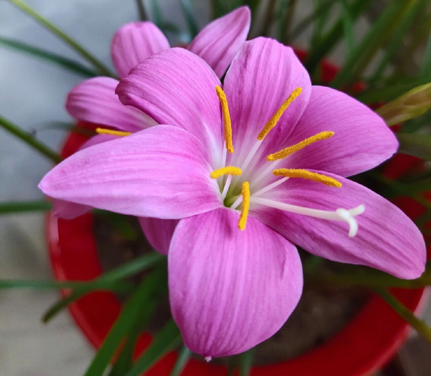 韭兰开花也很美 韭兰盛花期,原相机拍摄,无美颜无滤镜