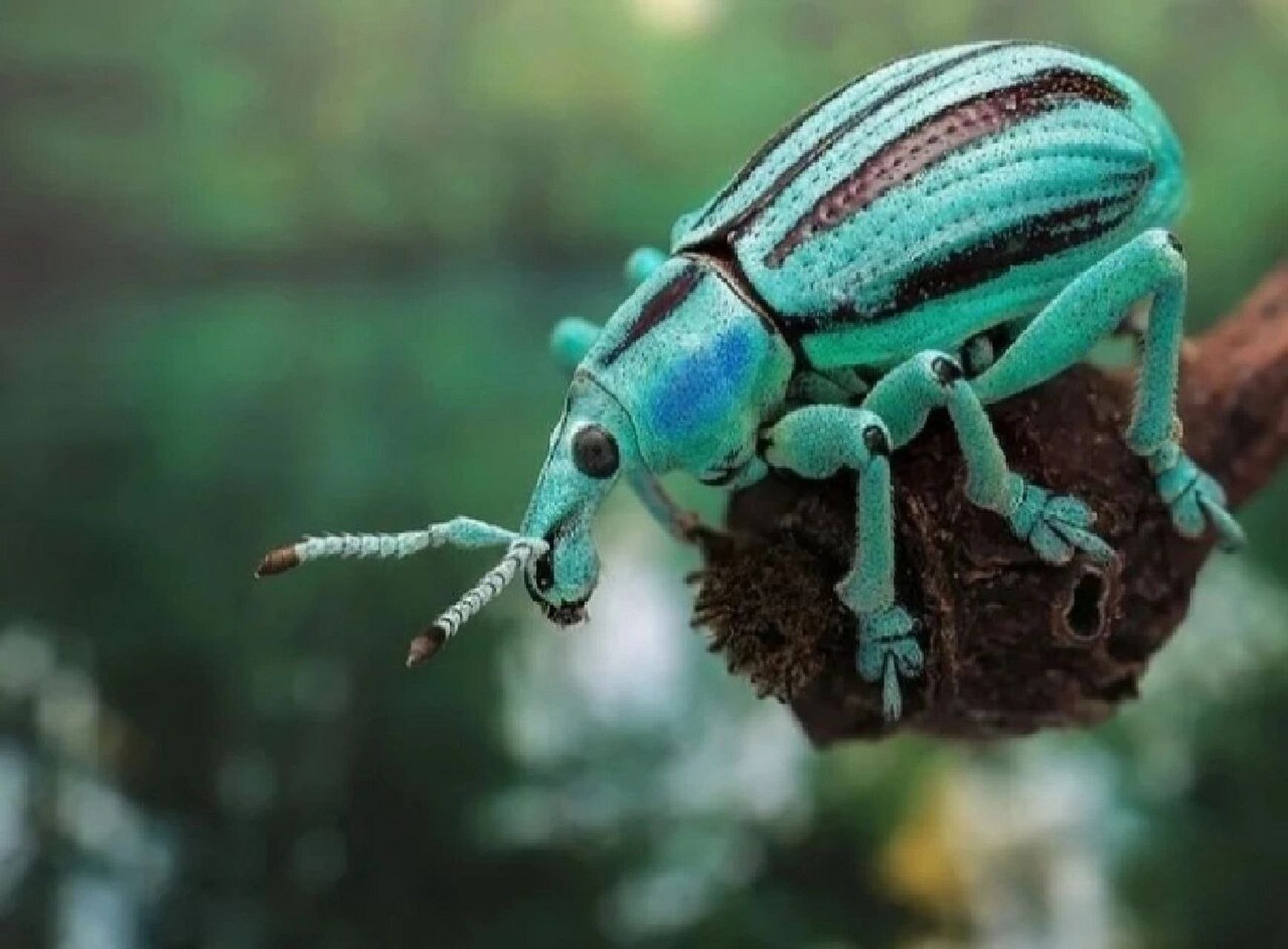 我们是害虫———不是所有象鼻虫都是害虫 象鼻虫(boll weevil,拉丁学